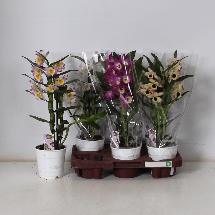 <h4>DEND NOBILE</h4>