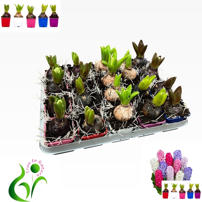 <h4>HYACIN GEM 5 KL</h4>