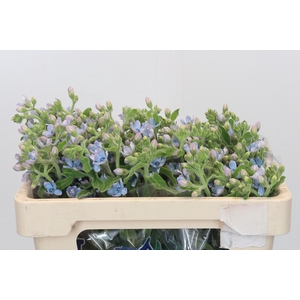 Oxypetalum Tweedia Blue