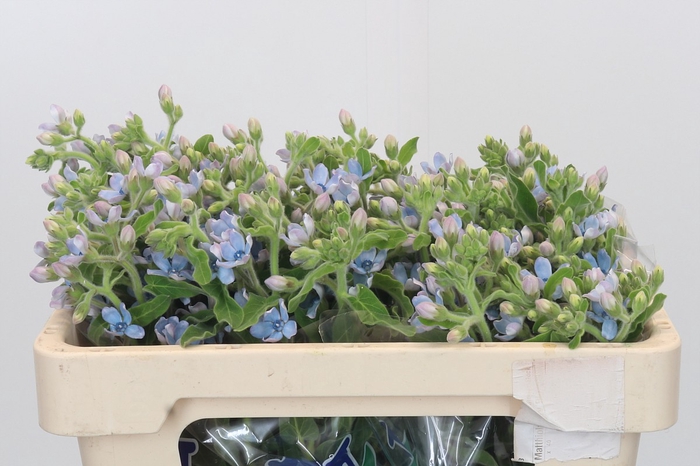 <h4>Oxypetalum Tweedia Blue</h4>