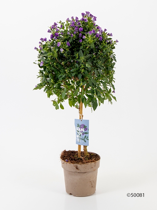 <h4>SOLANUM JASMINOIDES p17</h4>