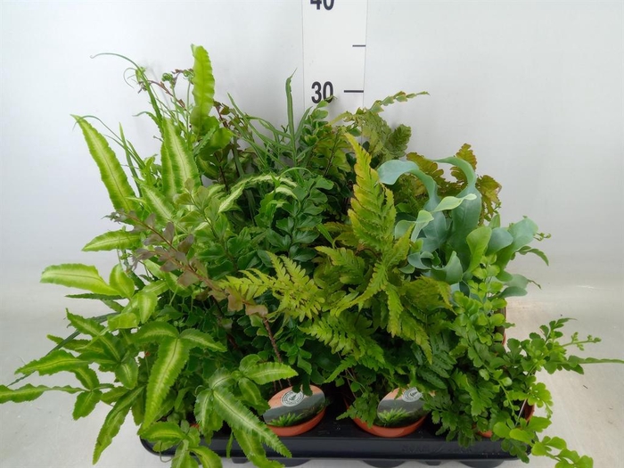 <h4>Ferns   ...mix</h4>