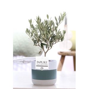 Olea Europaea in P&PURE Lauren ceramics
