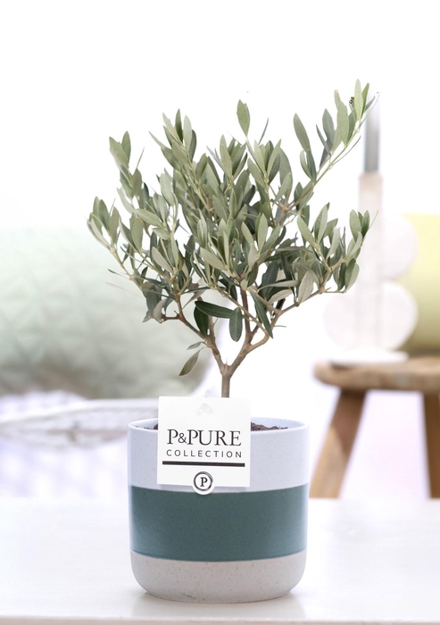 <h4>Olea Europaea in P&PURE Lauren ceramics</h4>