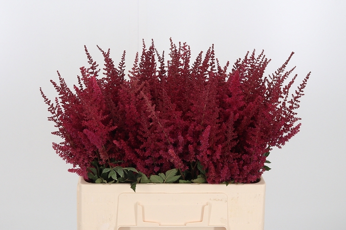 <h4>Astilbe Paul Gaarder</h4>