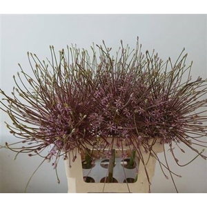 Allium Schubertii