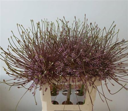 Allium Schubertii