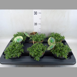 Delosperma echinatum