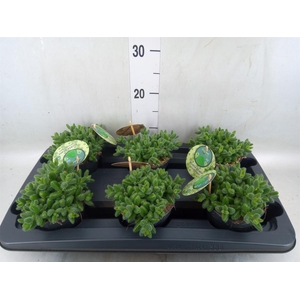 Delosperma echinatum