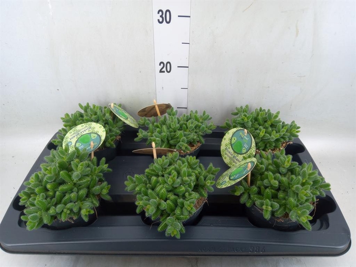Delosperma echinatum