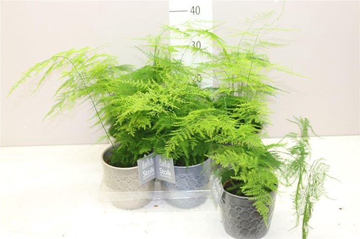 <h4>Asparagus Setaceus Gaia Keramiek</h4>