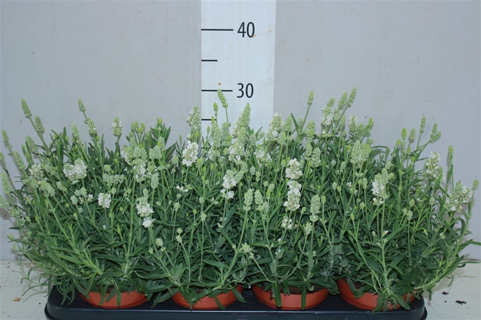 <h4>Lavandula An Ellagance Ice</h4>