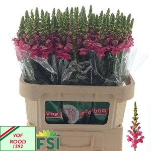 ANTIR POTO ROSE