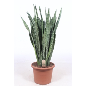 Sansevieria zeylanica