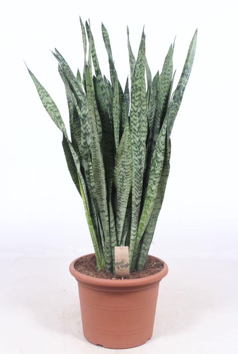 <h4>Sansevieria zeylanica</h4>