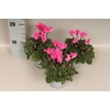Cyclamen Super Serie Neon Pink
