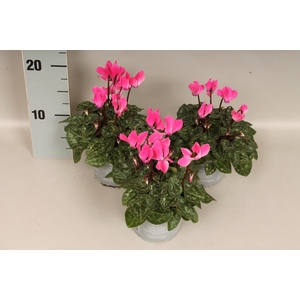 Cyclamen Super Serie Dark Rose