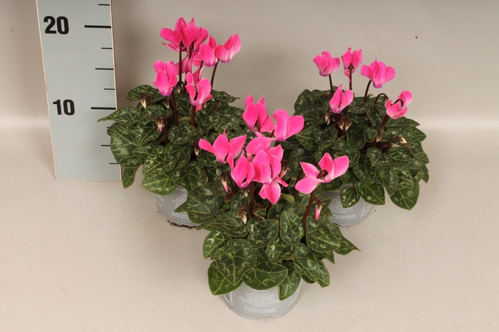 <h4>Cyclamen Super Serie Dark Rose</h4>