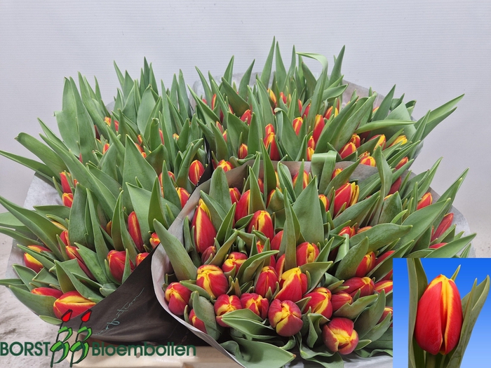 <h4>TU EN TARZAN</h4>