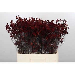 Anigozanthos Bush Ruby