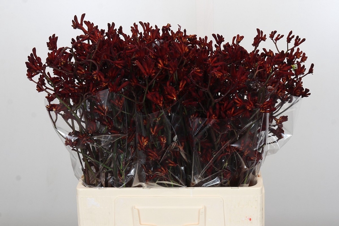 Anigozanthos Bush Ruby
