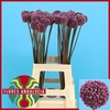 Allium Summer Drumme
