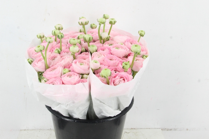 <h4>RAN SUCCES CONFETTO</h4>