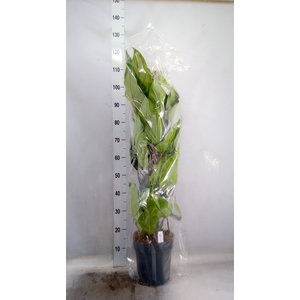 Philodendron  'Emerald Queen'
