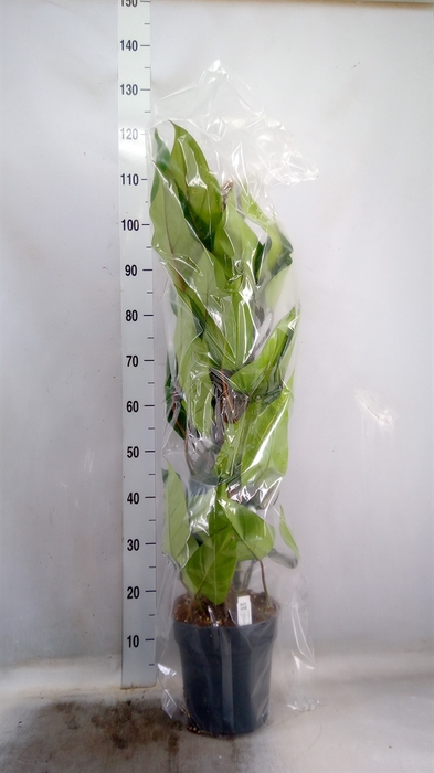 <h4>Philodendron  'Emerald Queen'</h4>
