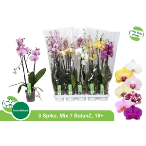 PHAL GEM 7 KL