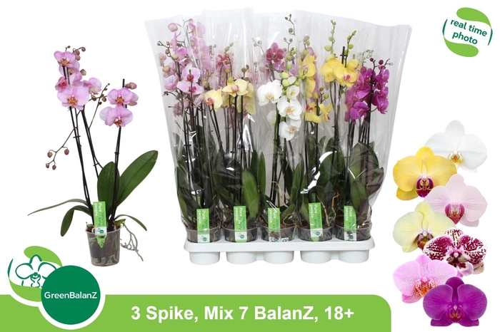 <h4>PHAL GEM 7 KL</h4>