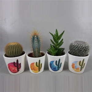 326 Rising Sun pot cactus 6,5 cm