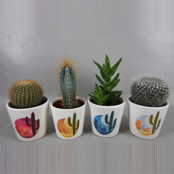 <h4>326 Rising Sun pot cactus 6,5 cm</h4>