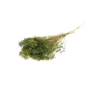 Broom Bloom Bunch Moss Green