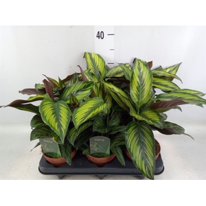 Calathea  'Beautystar'