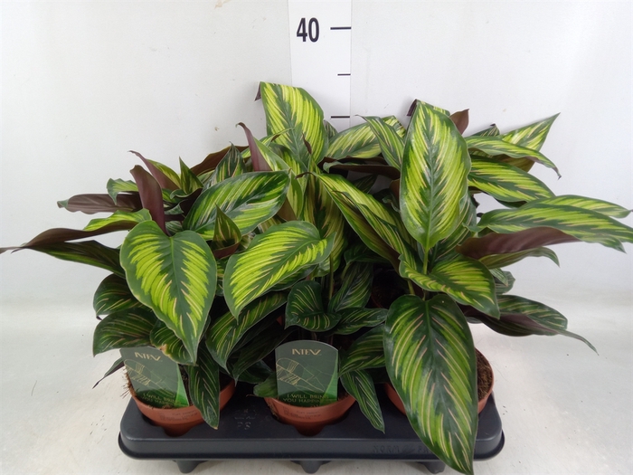 <h4>Calathea  'Beautystar'</h4>