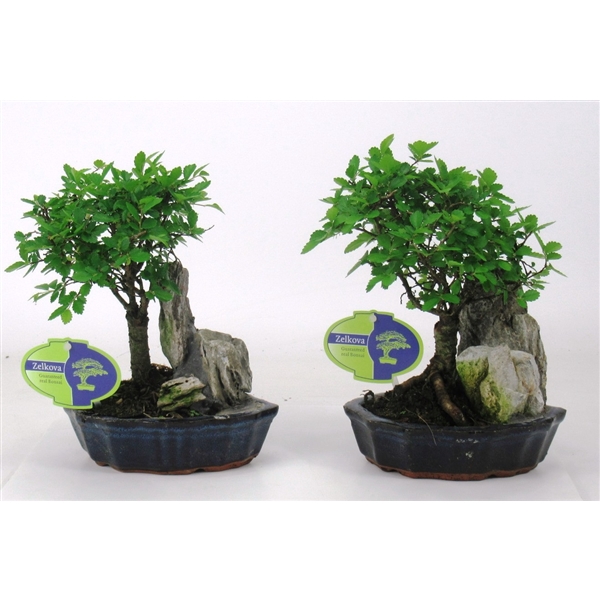 <h4>Zelkova parviflora, 16cm., with rock, without driptray</h4>