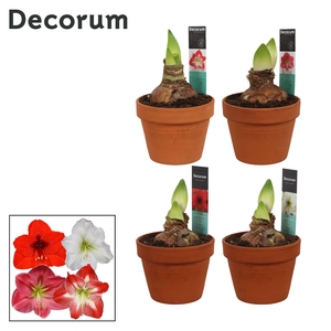 Amaryllis Mix 2 Knop Terracotta Steen OP (Decorum)