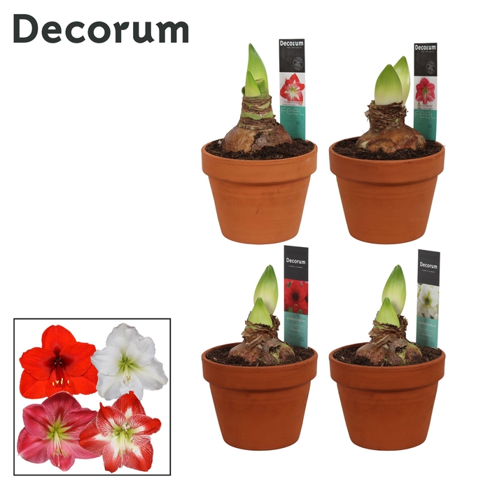 <h4>Amaryllis Mix 2 Knop Terracotta Steen OP (Decorum)</h4>