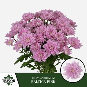 CHR T BALTICA PINK