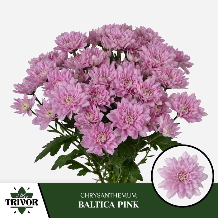 <h4>CHR T BALTICA PINK</h4>