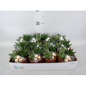 Arr.   Kamerplant Groen L%