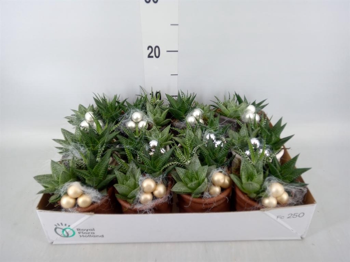 <h4>Arr. Kamerplant Groen L%</h4>