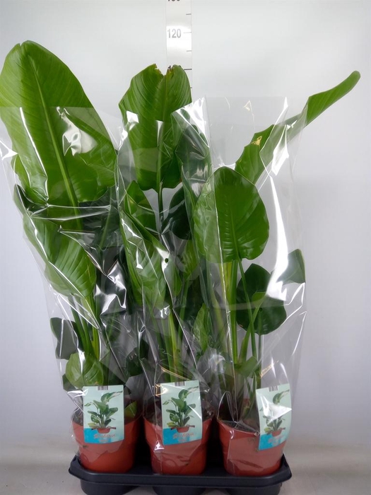 <h4>Strelitzia nicolai</h4>