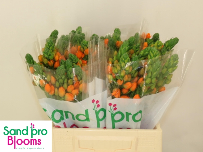 <h4>ORNIT DB SUNRAY</h4>