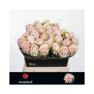 R GR LOVELY DOLOMITI