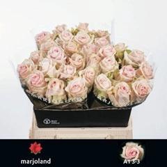 <h4>R GR LOVELY DOLOMITI</h4>