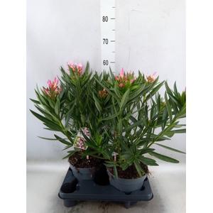 Nerium oleander   ...