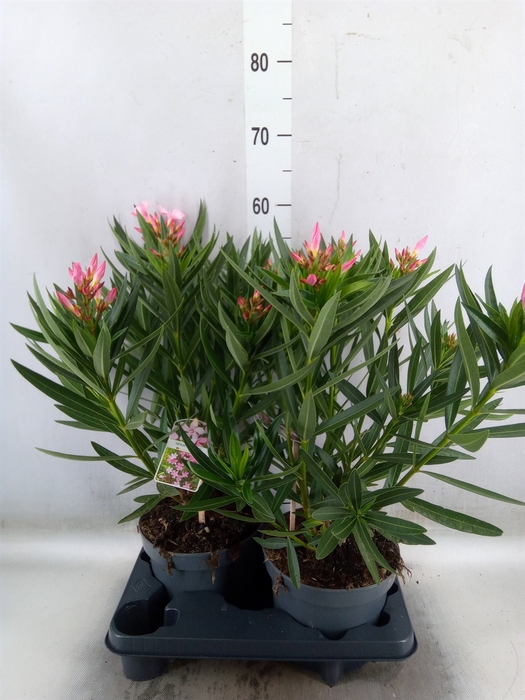 <h4>Nerium oleander   ...</h4>