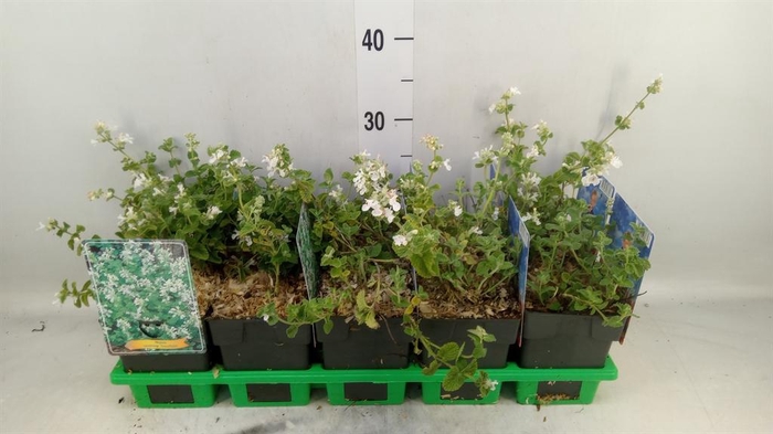 <h4>Nepeta   ...</h4>